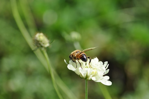 Prossimo piano di un fiore impollinato dalle api