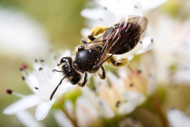 Prossimo piano di un fiore impollinato dalle api