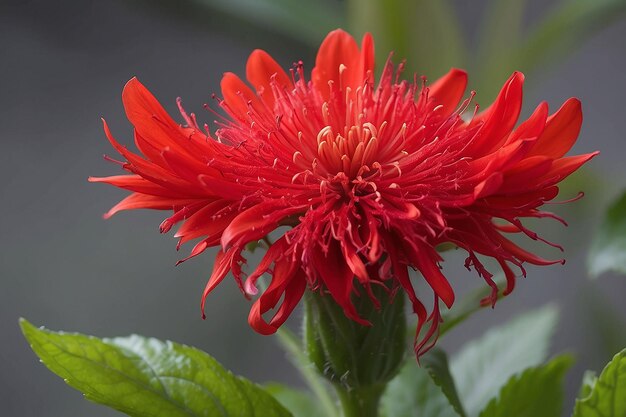 Prossimo piano di un fiore rosso