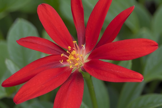 Prossimo piano di un fiore rosso