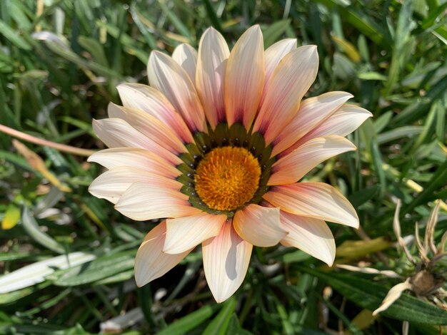 Prossimo piano di un fiore sul campo