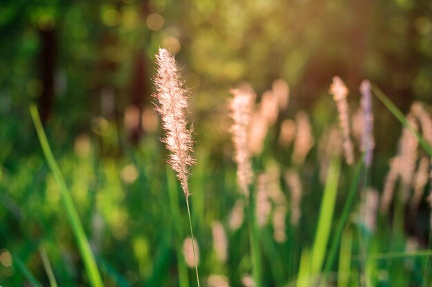 Prossimo piano di un fiore sul campo