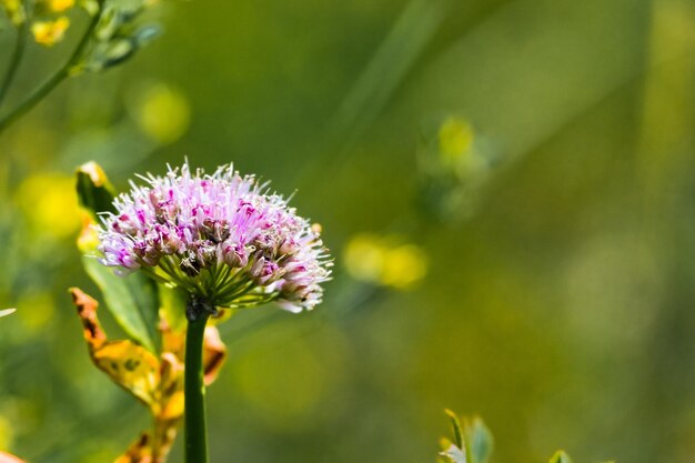 Prossimo piano di un fiore viola fresco