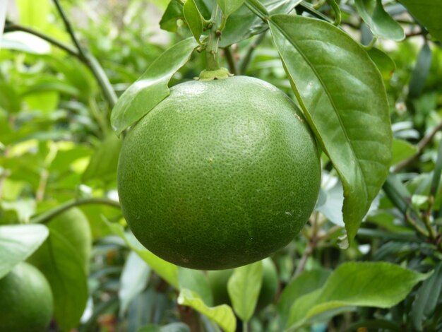 Prossimo piano di un frutto che cresce sull'albero