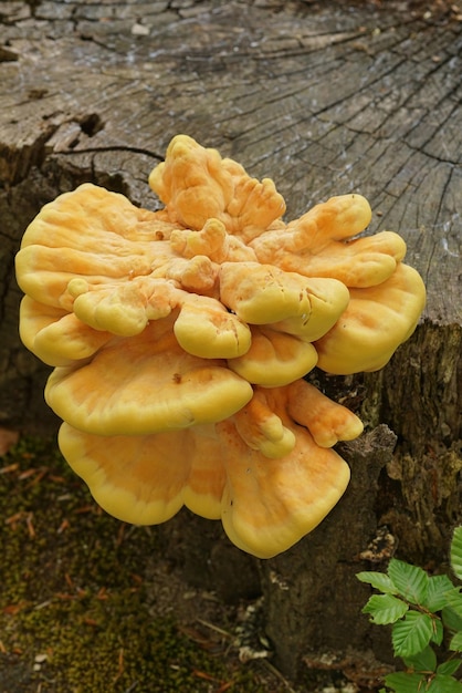 Prossimo piano di un fungo di colore giallo, Laetiporus sulphureus, sul pavimento della foresta