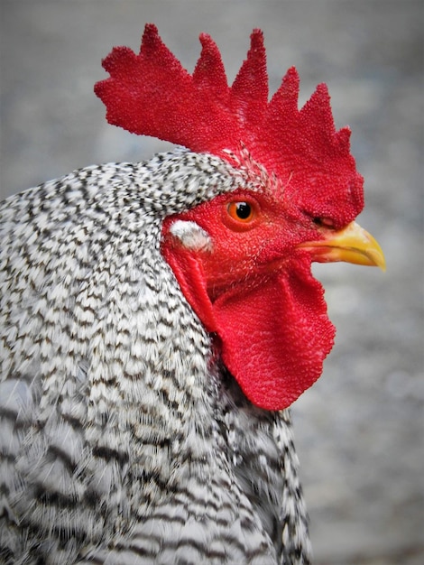 Prossimo piano di un gallo