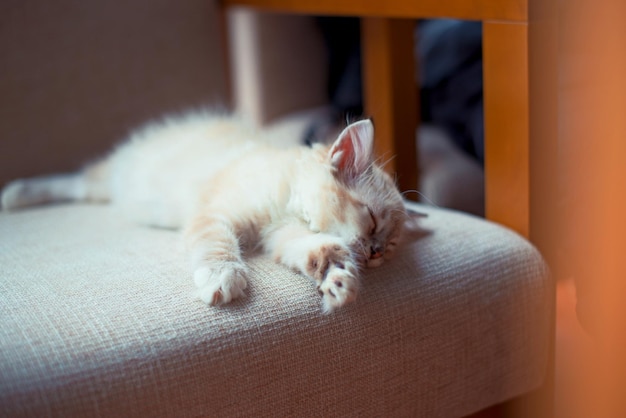 Prossimo piano di un gattino che dorme