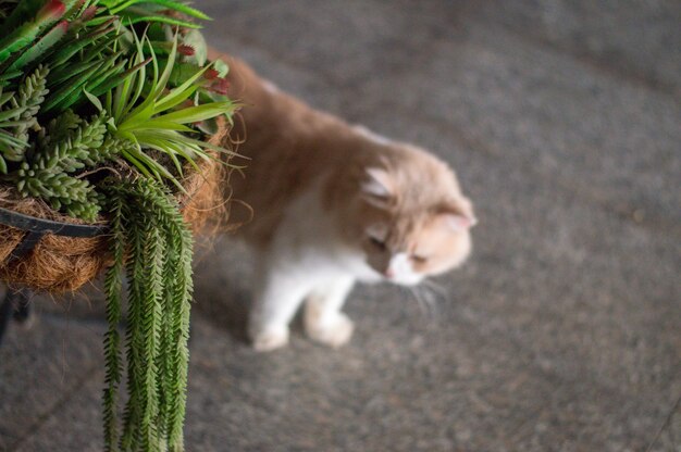 Prossimo piano di un gatto