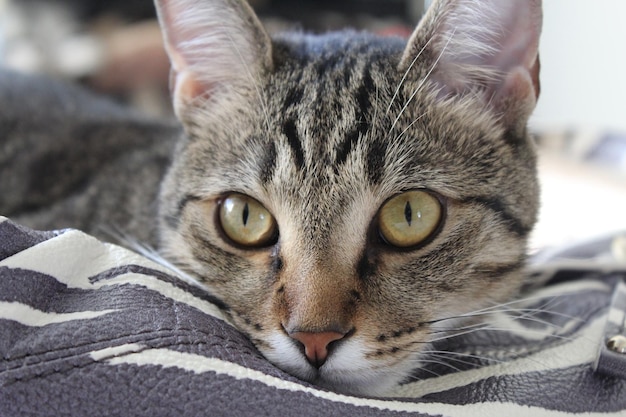 Prossimo piano di un gatto