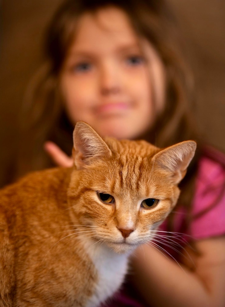 Foto prossimo piano di un gatto