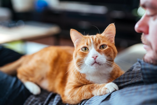 Prossimo piano di un gatto