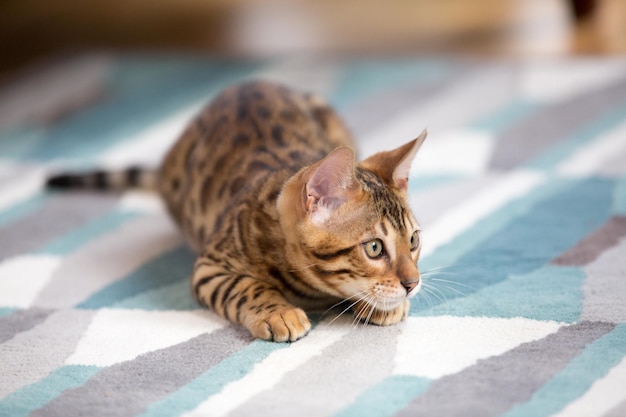 Prossimo piano di un gatto