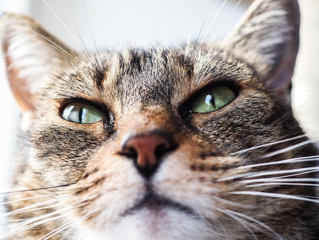 Prossimo piano di un gatto