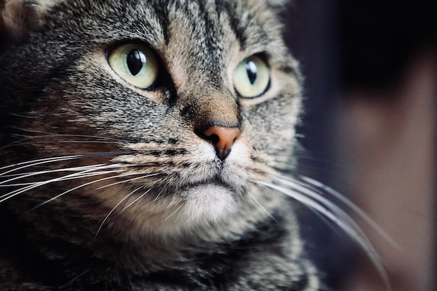 Prossimo piano di un gatto