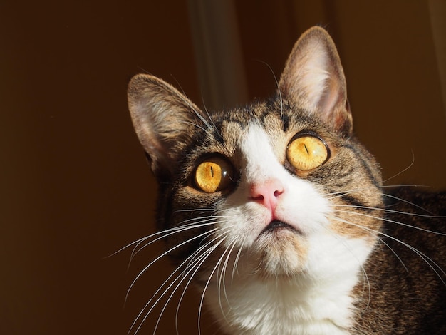 Prossimo piano di un gatto