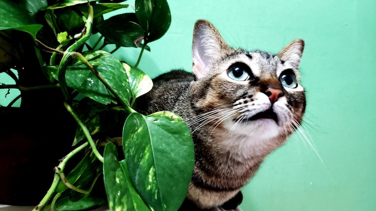 Foto prossimo piano di un gatto
