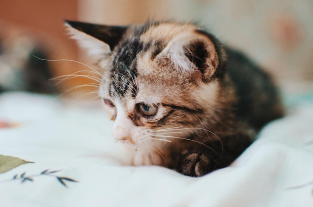 Prossimo piano di un gatto