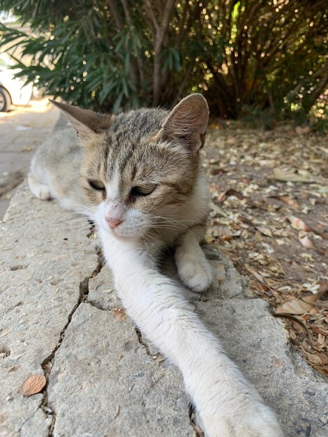 Prossimo piano di un gatto