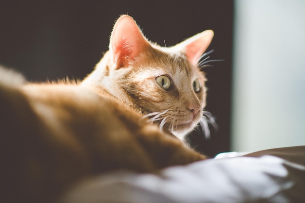 Prossimo piano di un gatto