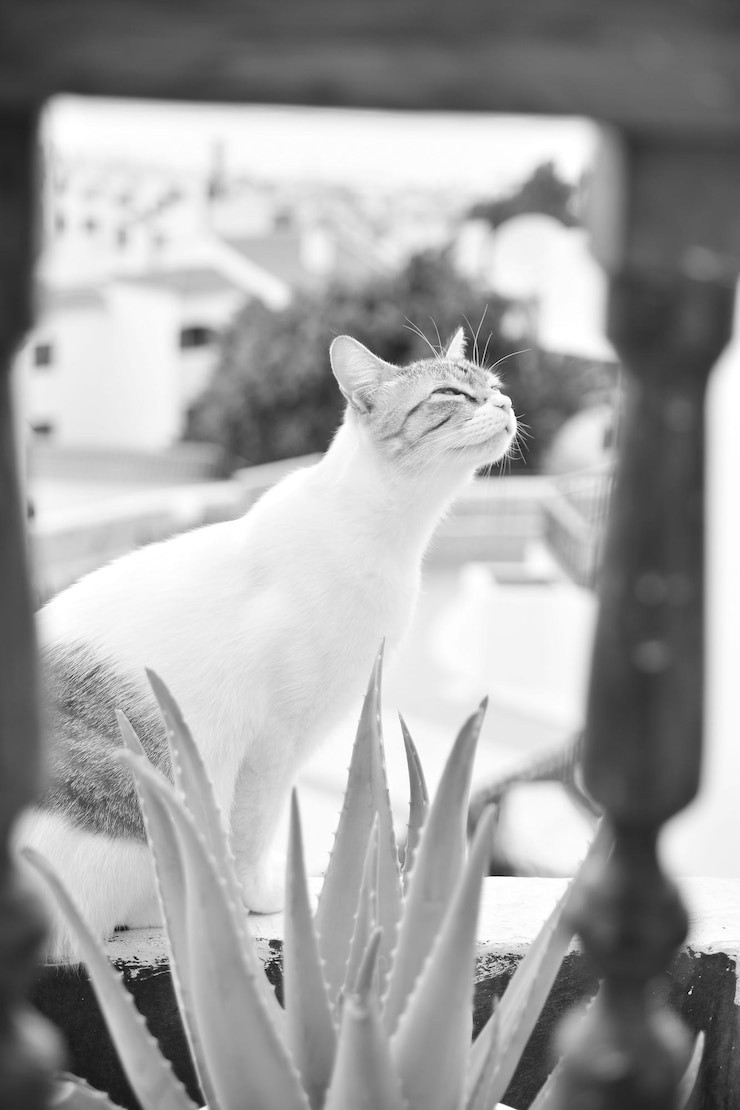 Foto prossimo piano di un gatto