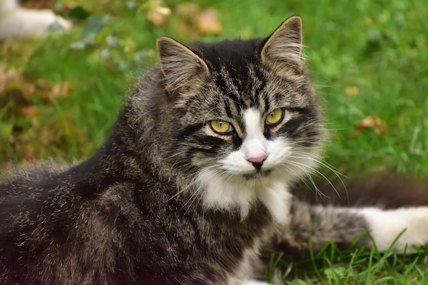 Prossimo piano di un gatto