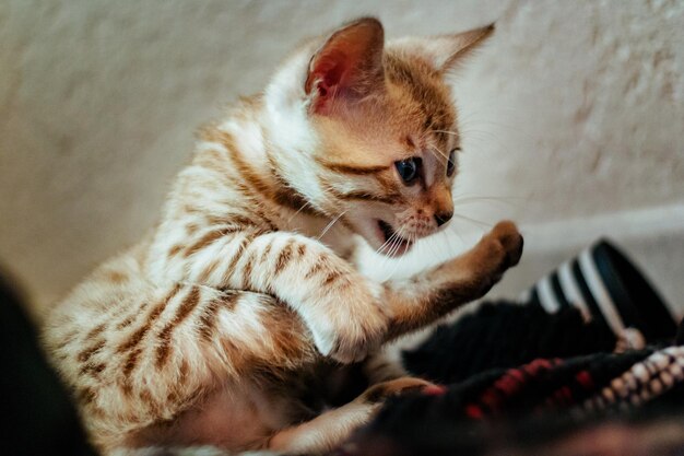 Prossimo piano di un gatto