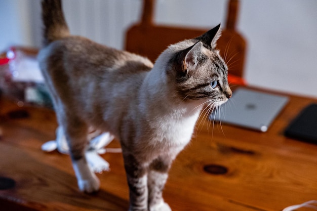 Prossimo piano di un gatto