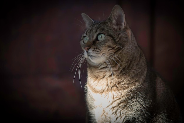 Prossimo piano di un gatto