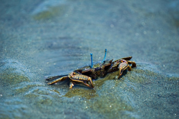 Prossimo piano di un granchio in acqua