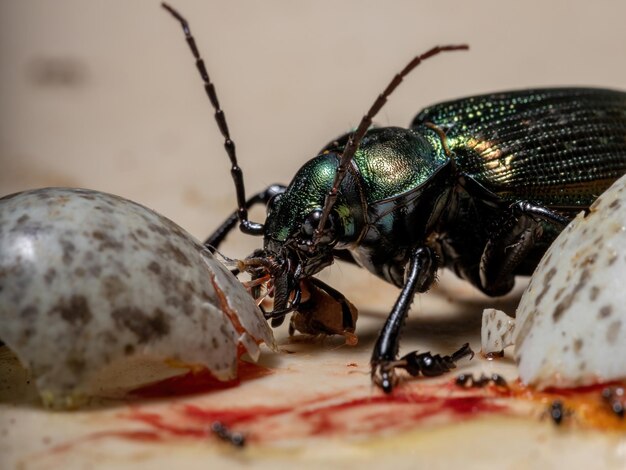 Prossimo piano di un insetto che mangia cibo