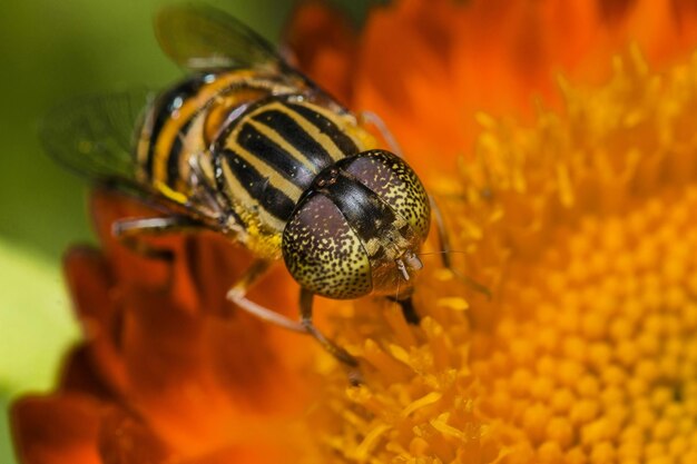 Prossimo piano di un insetto su un fiore giallo