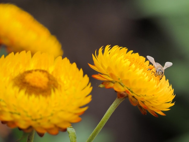 Prossimo piano di un insetto su un fiore giallo