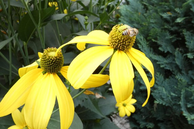 Prossimo piano di un insetto su un fiore giallo