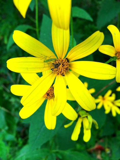 Prossimo piano di un insetto su un fiore giallo