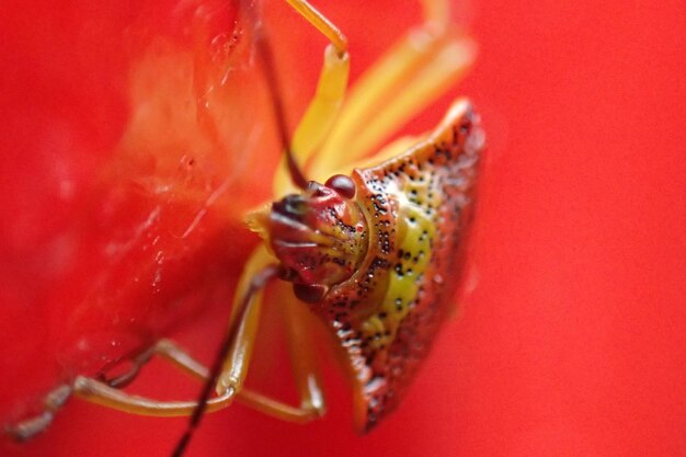 Prossimo piano di un insetto su un fiore rosso