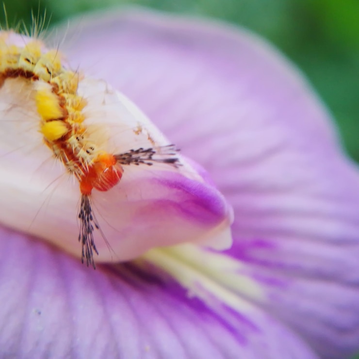 Foto prossimo piano di un insetto su un fiore viola