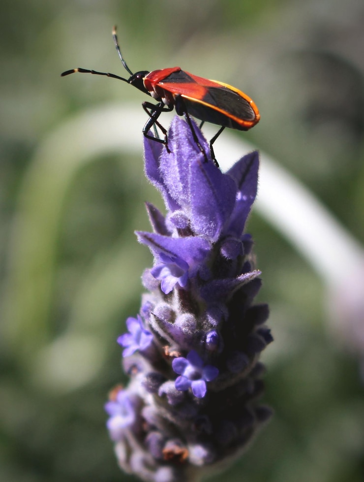 Foto prossimo piano di un insetto su un fiore viola