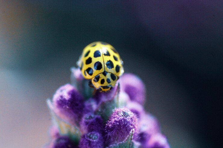 Foto prossimo piano di un insetto su un fiore viola