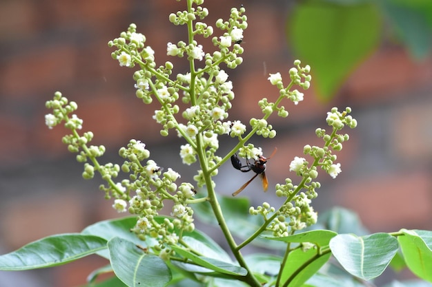 Prossimo piano di un insetto su un fiore.