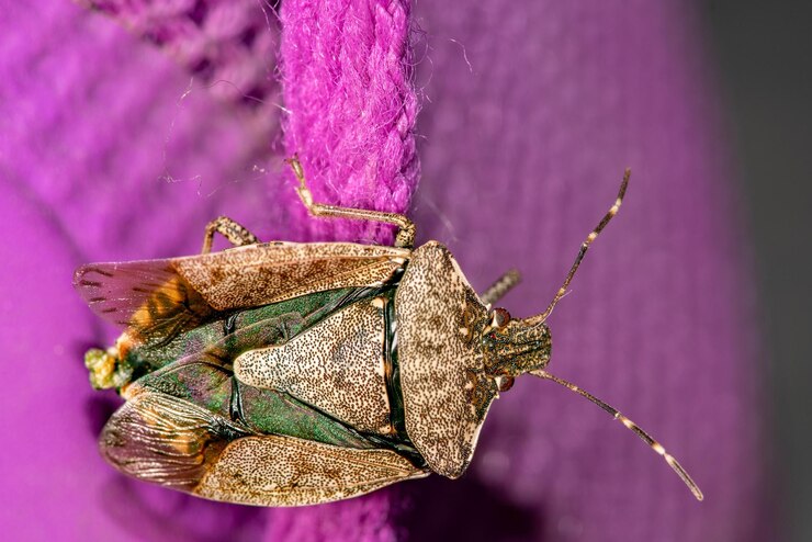 Foto prossimo piano di un insetto su un pizzo rosa