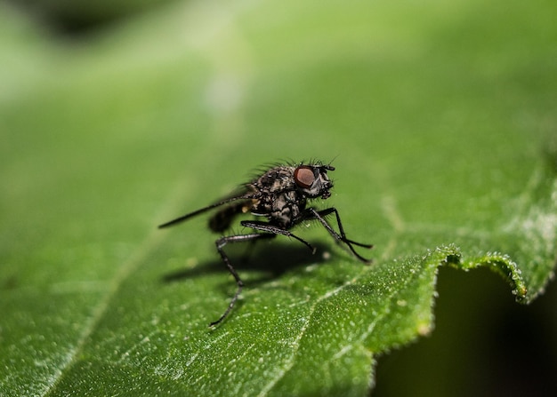 Prossimo piano di un insetto su una foglia verde
