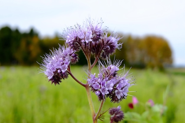 Prossimo piano di un insetto sui fiori del cardo viola