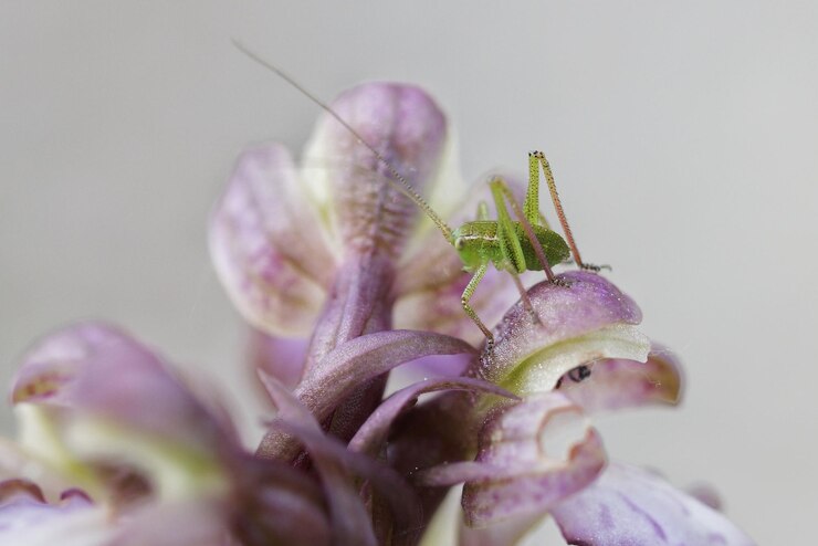 Foto prossimo piano di un insetto sui fiori