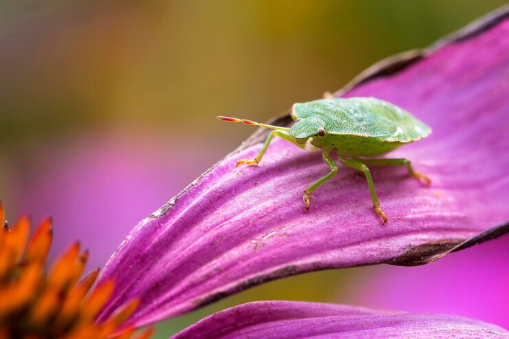 Foto prossimo piano di un insetto sul fiore