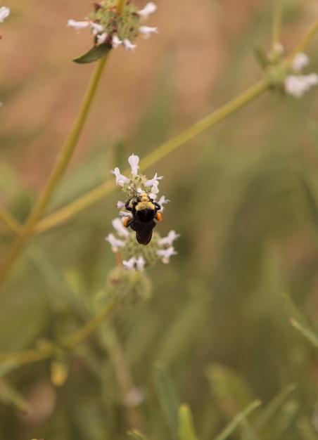 Prossimo piano di un insetto sul fiore