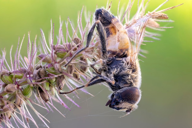 Prossimo piano di un insetto sul fiore