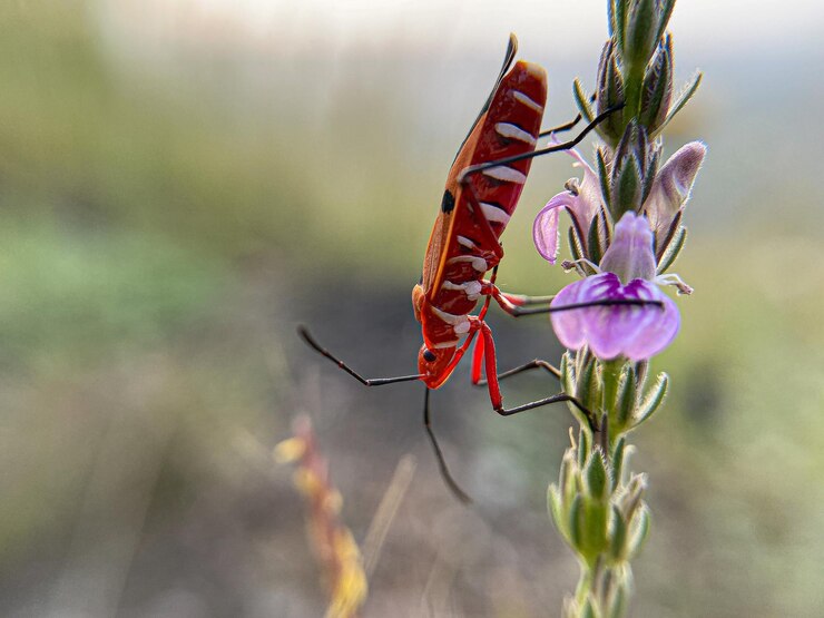 Foto prossimo piano di un insetto sul fiore