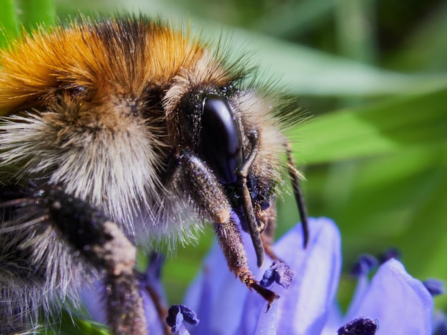 Prossimo piano di un insetto sul fiore