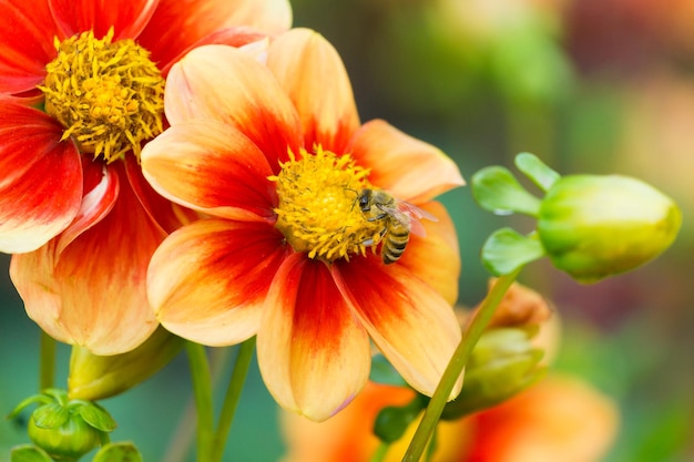 Prossimo piano di un insetto sul fiore