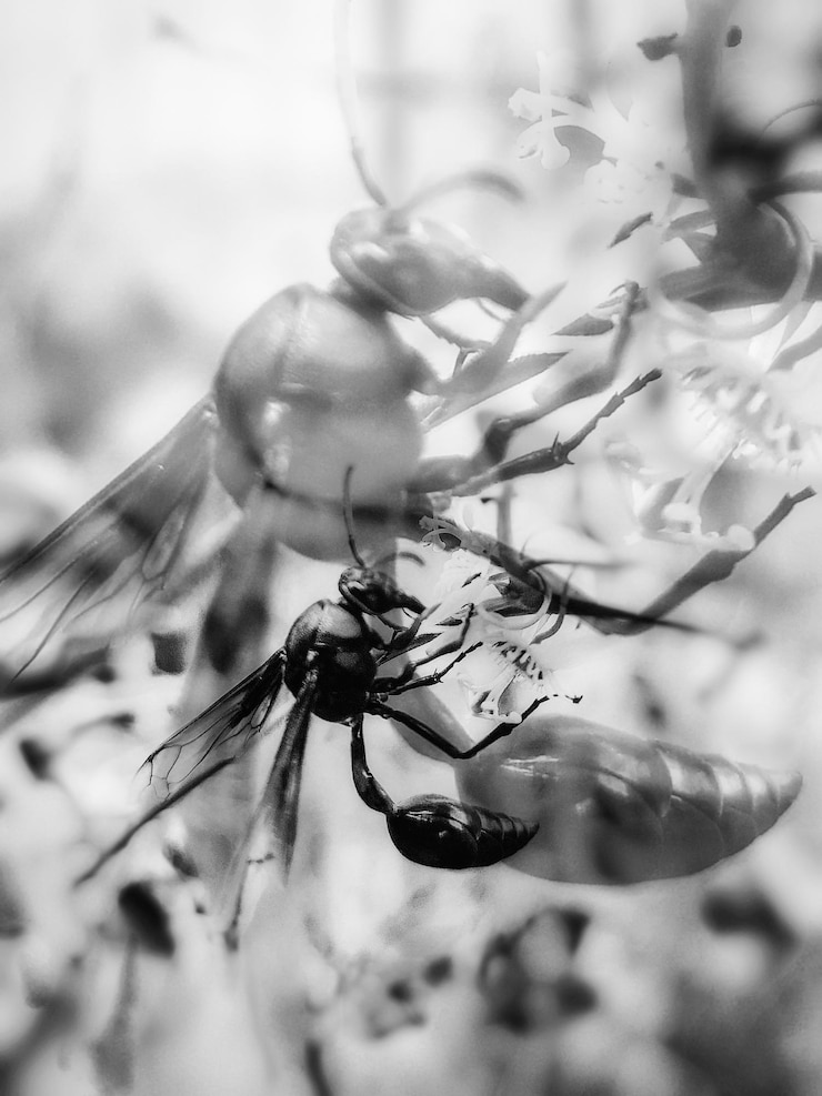 Foto prossimo piano di un insetto sul fiore